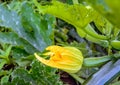 Budding yellow flower of a zucchini plant from close Royalty Free Stock Photo