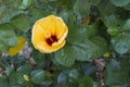 Budding yellow hibiscus