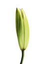 Budding yellow lily