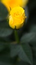 Budding Yellow Rose Royalty Free Stock Photo