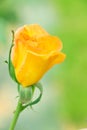 Budding yellow rose Royalty Free Stock Photo