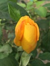 The budding yellow rose is intoxicating