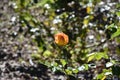 Budding Yellow Rosebud in a Garden Ready to Bloom