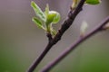 Budding yellow Tabebuya flower and black ant Royalty Free Stock Photo