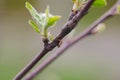 Budding yellow Tabebuya flower and black ant Royalty Free Stock Photo