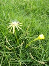 Budding Yellow Wild Flowers Royalty Free Stock Photo