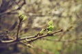 budding young lilac leaves on a twig on a sunny spring day Royalty Free Stock Photo