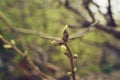 budding young lilac leaves on a twig on a sunny spring day