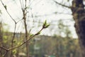 budding young lilac leaves on a twig on a sunny spring day Royalty Free Stock Photo