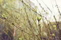 budding young lilac leaves on a twig on a sunny spring day