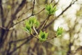 budding young lilac leaves on a twig on a sunny spring day Royalty Free Stock Photo