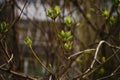 budding young lilac leaves on a twig on a sunny spring day Royalty Free Stock Photo