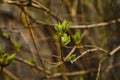 budding young lilac leaves on a twig on a sunny spring day