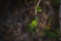 budding young lilac leaves on a twig on a sunny spring day Royalty Free Stock Photo