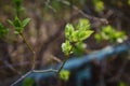 budding young lilac leaves on a twig on a sunny spring day