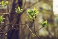 budding young lilac leaves on a twig on a sunny spring day