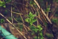 budding young lilac leaves on a twig on a sunny spring day Royalty Free Stock Photo