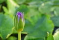 Budding young lotus on green lotus leave background Royalty Free Stock Photo