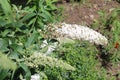 Buddleia davidii or butterfly-bush with white flowers in garden