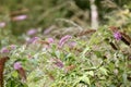 Buddleia growing wild in woods Royalty Free Stock Photo