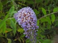 Buddleia plant flower flowers pretty petals star climber climbing trailing Royalty Free Stock Photo