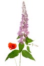 Buddleia and poppy bouquet Royalty Free Stock Photo