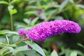 Buddleja also historically given as Buddlea Royalty Free Stock Photo