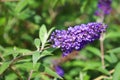 Buddleja also historically given as Buddlea Royalty Free Stock Photo