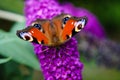 Buddleja davidii Butterfly bush