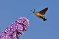 Buddleja davidii - butterfly bush with Hummingbird hawk-moth in background against blue sky Royalty Free Stock Photo
