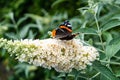 Buddleja davidii butterflybush