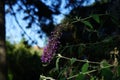 Buddleja davidii \'Nanho Purple\' blooms in July. Berlin, Germany Royalty Free Stock Photo