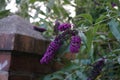 Buddleja davidii \'Nanho Purple\' blooms in July. Berlin, Germany Royalty Free Stock Photo