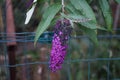 Buddleja davidii \'Nanho Purple\' blooms in July. Berlin, Germany Royalty Free Stock Photo
