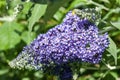 Buddleja fallowiana \'Lochinch\' Royalty Free Stock Photo