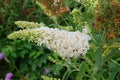 Buddleja is growing in greenhouse. White plant. Showy flowers. Cultivated for its romantic flowers.