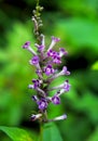 Purple flower of Buddleja lindleyana