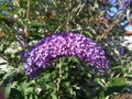 Buddleya. Butterfly tree