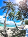 Budds Beach and its Paradise like Trees Royalty Free Stock Photo