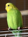 Buderigar Melopsittacus undulatus close up view. Yellow and green budgerigar female Royalty Free Stock Photo