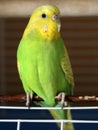 Buderigar Melopsittacus undulatus close up view. Yellow and green budgerigar female Royalty Free Stock Photo