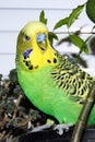 Budgerigar