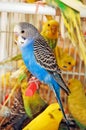 Budgerigar