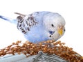 Budgerigar Royalty Free Stock Photo