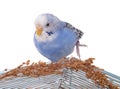 Budgerigar Royalty Free Stock Photo