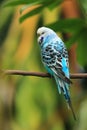 Budgerigar Royalty Free Stock Photo