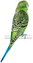 Budgerigar