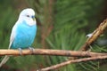 Budgerigar Royalty Free Stock Photo