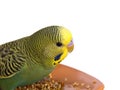 Budgerigar Royalty Free Stock Photo