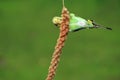 Budgerigar Royalty Free Stock Photo